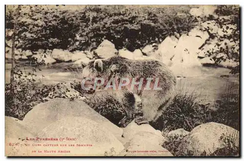 Cartes postales Ours Pyrenees Un ours capture sur les sommets de la Haute Ariege