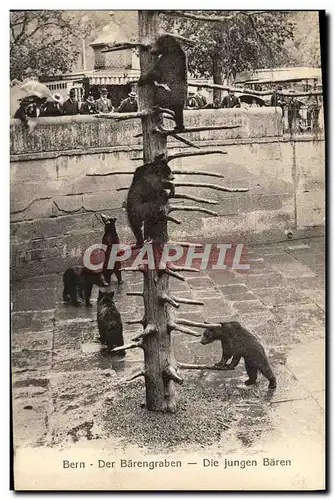 Cartes postales Ours Bern Der Barengraben Die Jungen Baren