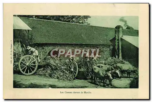 Cartes postales Les cannes devant le moulin Boeufs