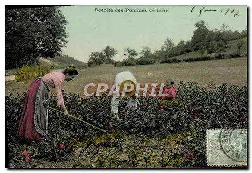 Ansichtskarte AK Recolte des pommes de terre