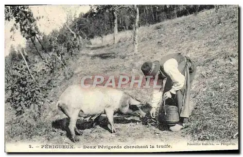 Cartes postales Cochon Porc Folklore Perigueux Deux perigords cherchant la truffe