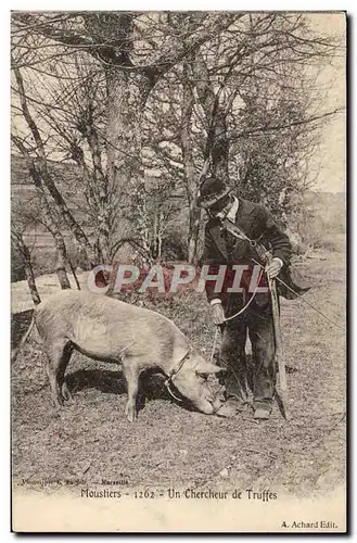 Ansichtskarte AK Cochon Porc Folklore Moustiers Un chercheur de truffes TOP