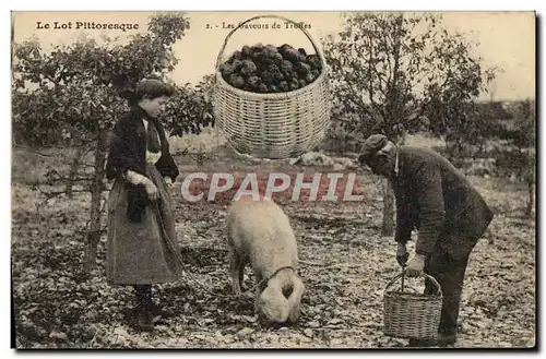 Ansichtskarte AK Cochon Porc Folklore Le Lot Les saveurs de truffes