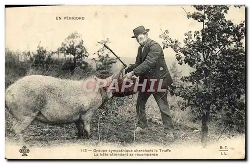 Cartes postales Cochon Porc Folklore En Perigord Groupe sympathique cherchant la truffe