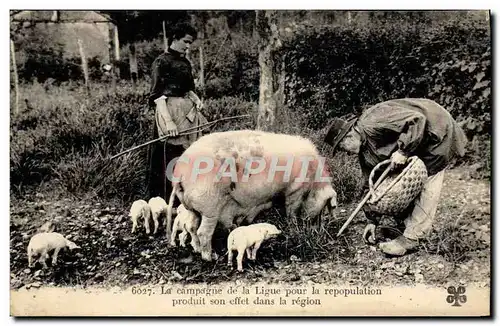 Cartes postales Cochon Porc Folklore en Perigord Truffe