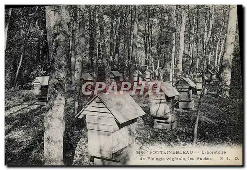 Cartes postales Fontainebleau Laboratoire de biologie vegetale Les ruches Miel Abeille