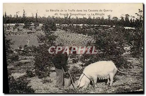 Ansichtskarte AK Cochon Porc Folklore La recolte de la truffe dans les causses du Quercy Groupe sympathique la re