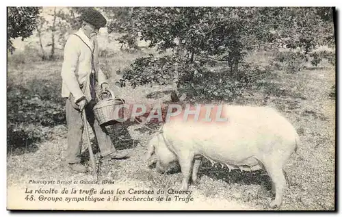 Cartes postales Cochon Porc Folklore La recolte de la truffe dans les causses du Quercy Groupe sympathique la re