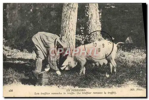 Cartes postales Cochon Porc Folklore La recolte de la truffe en Perigord TOP