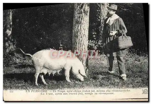 Cartes postales Cochon Porc Folklore La recolte de la truffe en Perigord TOP