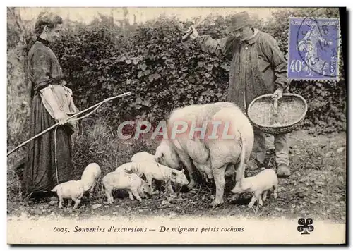 Cartes postales Cochon Porc Folklore La recolte de la truffe Souvenirs d&#39excursion TOP