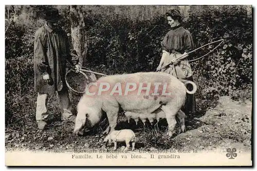 Cartes postales Cochon Porc Folklore La recolte de la truffe Souvenirs d&#39excursion TOP