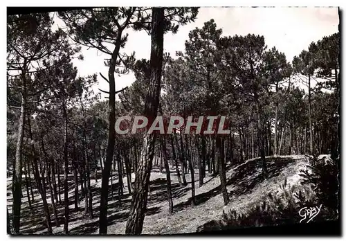 Cartes postales moderne Saint Jean De Monts La Foret