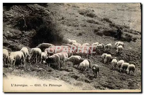 Cartes postales Auvergne Un paturage Moutons Bergers