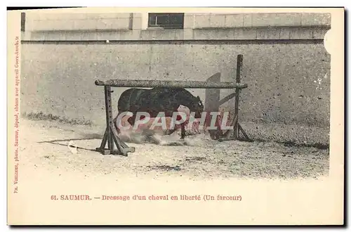 Cartes postales Cheval Equitation Hippisme Saumur Dressage d&#39un cheval en liberte Un farceur