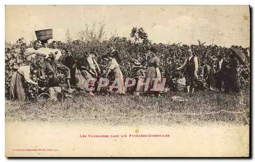 Ansichtskarte AK Folklore Les vendanges dans les Pyrenees OrientalesTOP