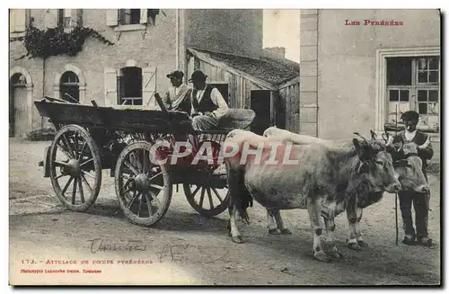 Ansichtskarte AK Folklore Pyrenees Attelage de boeufs pyreneens