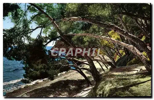 Cartes postales Cote D'Azur Les Pins Penches Et Le Bord De Mer