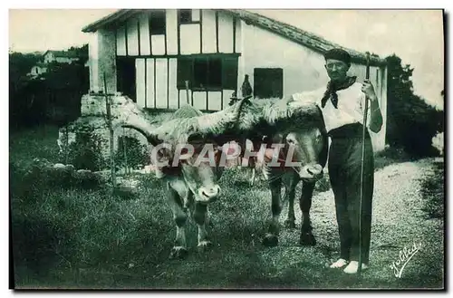 Ansichtskarte AK Folklore Guethary Pays basque Les boeufs coiffes