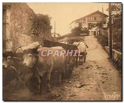 Ansichtskarte AK Folklore Au pays basque Attelage de boeufs