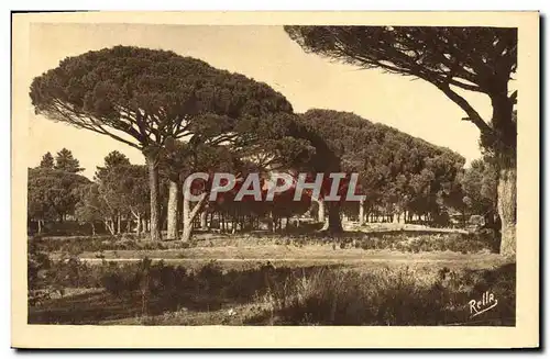 Cartes postales Pins Parasols De I'Esterel