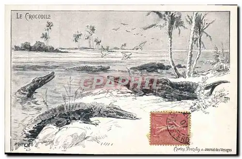 Cartes postales Crocodile