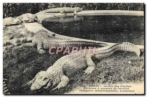 Cartes postales Paris Jadin des plantes Caimans a museau de brochet Alligator Mississipensis Louisiane Crocodile