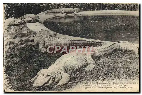 Cartes postales Paris Jadin des plantes Caimans a museau de brochet Alligator Mississipensis Louisiane Crocodile