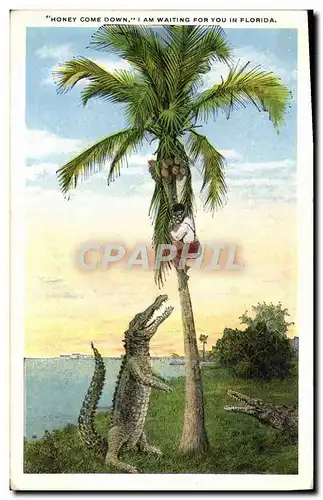 Cartes postales Crocodile Florida Floride