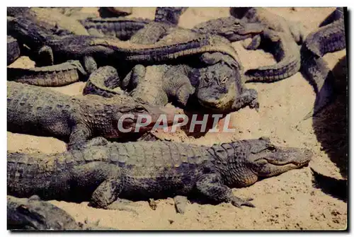 Cartes postales Crocodile Florida Alligators