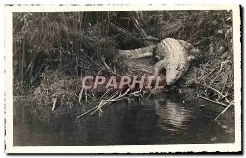 Ansichtskarte AK Crocodile Pointe Noire AEF Gabon