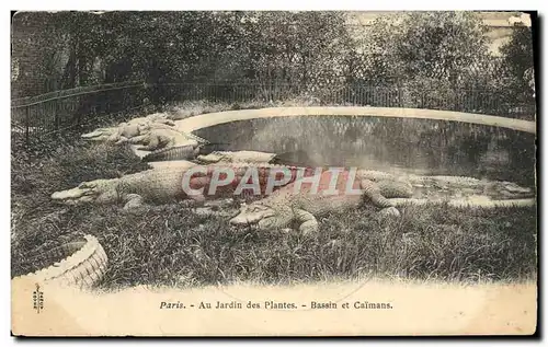 Ansichtskarte AK Paris Jardin des plantes Bassin et caimans