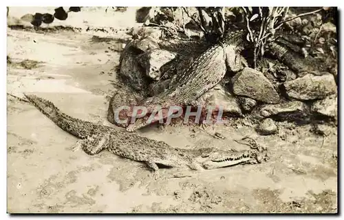 CARTE PHOTO Alligator Crocodile