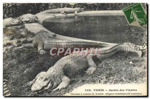 Ansichtskarte AK Paris Jardin des plantes Caimans a museau de brochet Alligator