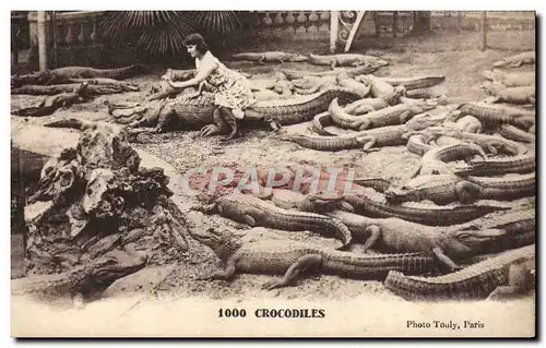 Cartes postales Crocodiles Crocodile