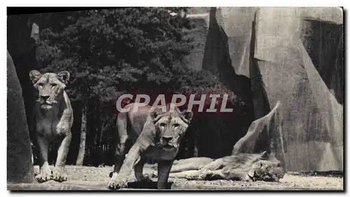 Ansichtskarte AK Parc zoologique du Bois de Vincennes Paris lion et lionnes sur leur plateau