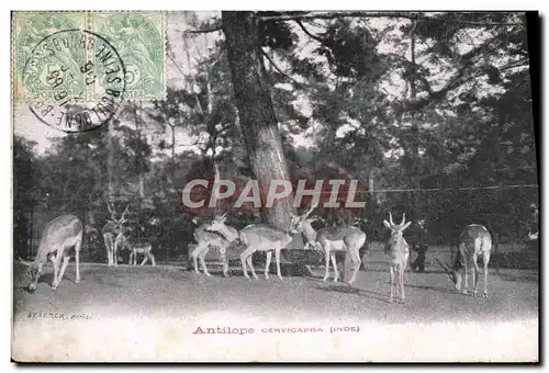 Cartes postales Antilope Cervicapra Inde