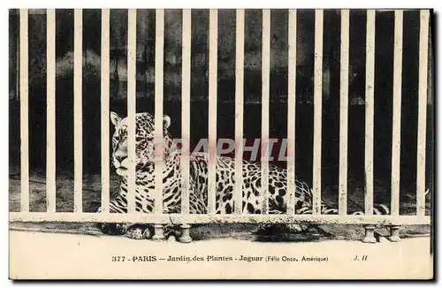 Cartes postales Paris Jardin des plantes Jaguar