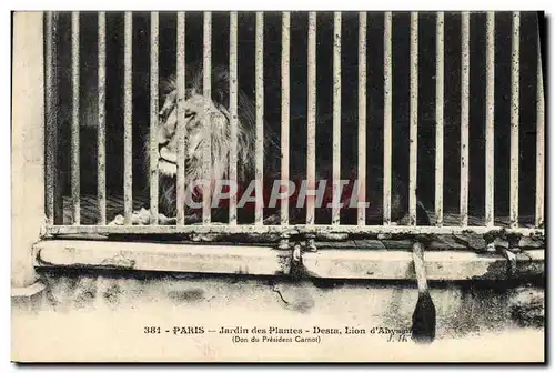 Cartes postales Paris Jardin des plantes Desta Lion d&#39Abyssinie Don du President Carnot