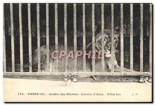 Ansichtskarte AK Paris Jardin des plantes Lionne d&#39Asie Felis Leo Lion