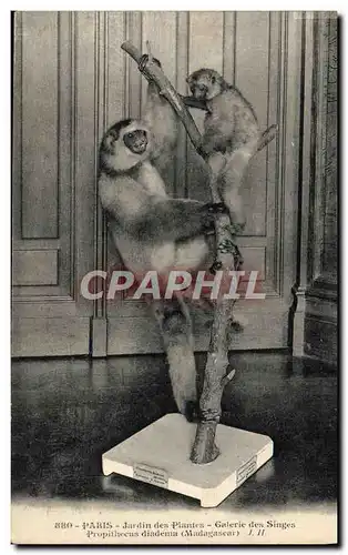 Cartes postales Paris Jardin des plantes Galerie des singes