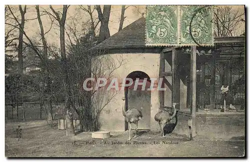 Cartes postales Paris Jardin des plantes Les nandous