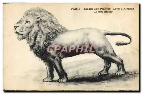 Cartes postales Paris Jardin des plantes Lion d&#39Afrique