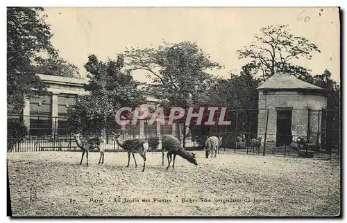 Cartes postales Paris Jardin des plantes Biches Sika Japon Nippon