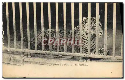 Cartes postales Paris Jardin des plantes La panthere