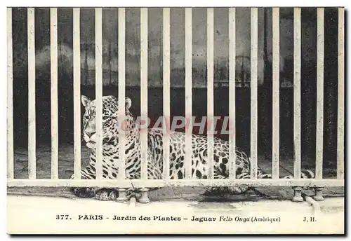 Ansichtskarte AK Zoo Paris Jardin des plantes Jaguar Felis Onga Amerique