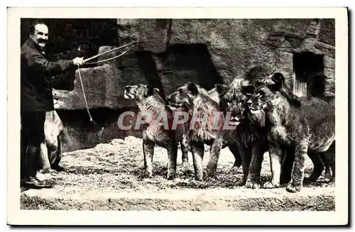 Cartes postales Zoo Parc zoologique du Bois de Vincennes Paris Un groupe de lions devant leur gardien