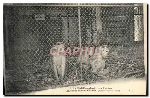 Ansichtskarte AK Zoo Paris Jardin des plantes Macaque Bonnet chinois Macacus Sinicus Indes Singe