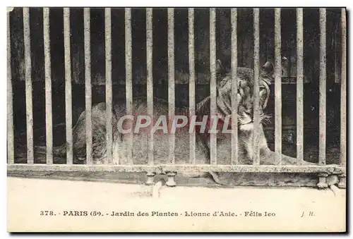 Ansichtskarte AK Zoo Paris Jardin des plantes Lionne d&#39Asie Lion Felis leo