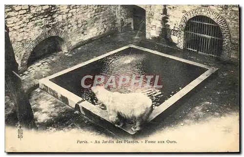 Ansichtskarte AK Zoo Paris Au jardin des plantes Fosse aux ours Blancs